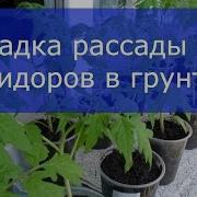 Высадка Рассады Помидоров В Грунт Секреты Большого Урожая