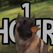 Dog With Butterfly On Nose Song