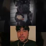 Dance Dog Meme