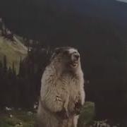 Screaming Marmot