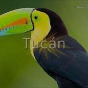 El Canto Del Tucan