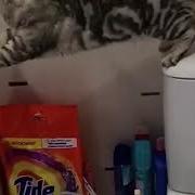 Ебанная Кошка