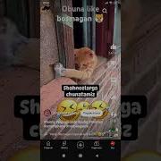 Shahnoz