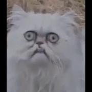 Blink Motherfucker