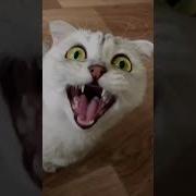 Cat Aaa Meme