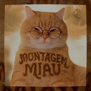 Miau Montagem