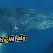 Whales Singing