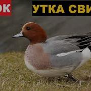 Свиязь Призыв