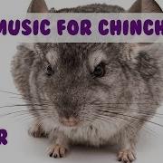 1 Hour Of Relaxing Music For Cheeky Chinchillas Chinchilla Music Pet Music