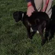Scarlet Available At The Humane Society Of Missouri