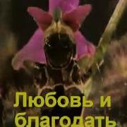 Умолкни Суета Забот