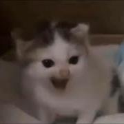 Котенок На Немецком