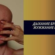 Жужжание Пчелы