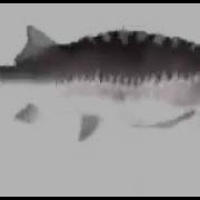 Spinning Fish