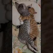 С Добрым Утром Прикол