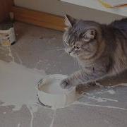 Cute Cat