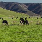 Buffalo Mating Australian Bull And Local Cow Mix Breed Donkey Mating Horse Mating