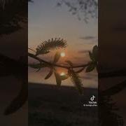 Янущик Лети