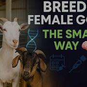 Female Goat