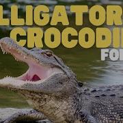 Alligators