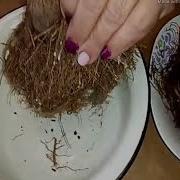 Корни Подсолнуха Применение