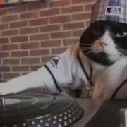 Dj Kitty Cat