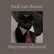 Sad Cat Dance Meme Daycore