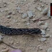 Snake Dies Gone Metal Gear Solid Meme