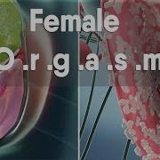 Orgasm Like A Female