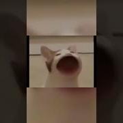 Pop Cat