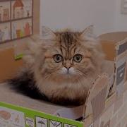Cat At The Cafe