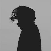 Mr Kitty Insect