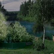 Бандера За Окном Черемуха Колышется