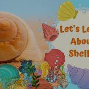 Sea Shell