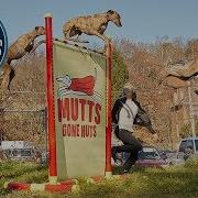 Highest Jumping Dog