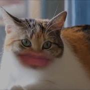 Meow Slowed