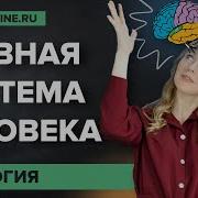 Биология Нервная Система