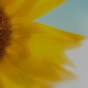 Morning Relaxing Music Piano Guitar Music For Stress Relief And