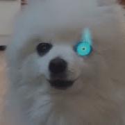 Megalovania Dog