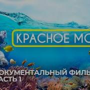 Тайны Красного Моря