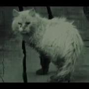 Уродливый Кот