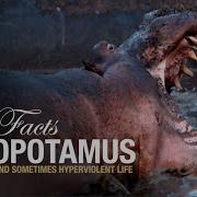 Hippopotamus