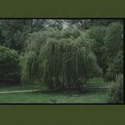 Willow Tree Slowed Down