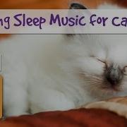 1 Hour Of Soothing Music For Cats And Kittens