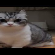 Мем Бананчики 2 Секунды