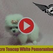 Tcup White Pomeranian Puppy