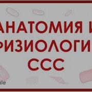 Здоровая Сердечно Сосудистая Система