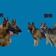 狼狗