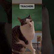 Cats Meme