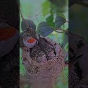 Edu Hummingbird